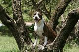 AMSTAFF ADULT 529